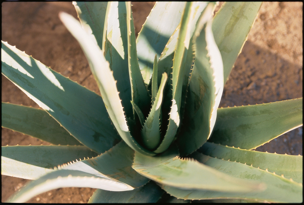 Die Kraft der Aloe Vera — Warum trinke ich Aloe Vera Gel?